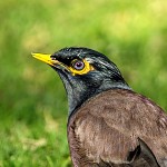 Myna bird.